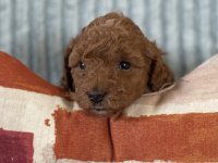 Eşsiz Güzellikte Toy Poodle Yavrumuz