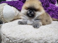 Orjinal ırkının en iyisi muhteşem kürk yapısı pomeranian