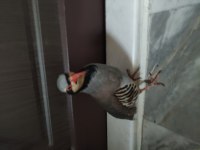 Kınalı keklik palazı