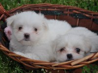Maltese Yavrular