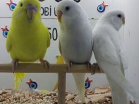 Muhabbet kuşu yavruları