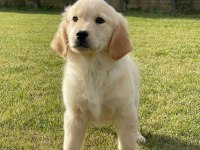 Baby Face Golden Bebeklerimiz Aşıları Tam