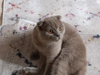 Scottish Fold erkek 12 aylık