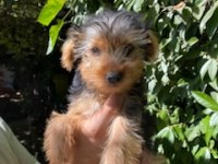 Terrier Yavrularımız