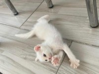 Beyaz mavi gözlü yavru scottish fold