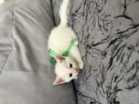 1.5 aylık scottish fold yavru kedimiz