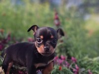 Teslime hazır yavru köpeklerimiz