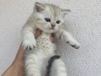 British shorthair
