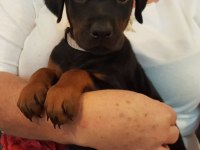 DOBERMAN YAVRULARIMIZ