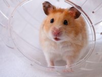 YAVRU HAMSTER VE KAFES KAMPANYA ÇOCUKLARA ÖZEL