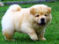 Chow chow yavrusu
