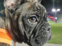 French bulldog köpeğimiz zed için yuva arıyoruz