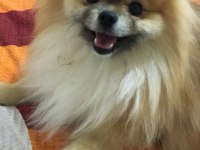 13 aylık pomeranian