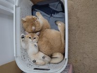 Golden Erkek BSH BY12 British Shorthair