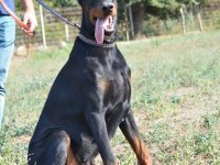Doberman yavrularımız ırk garantilidir