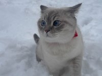 2 yaşında british shorthair dişi kedimiz