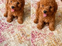 Sağlık Kg Cm Garantili Tuvalet Eğitimli Erkek Poodle