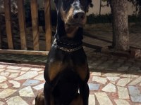 6 Aylık Doberman