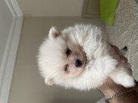 Pomeranian boo parazit uygulaması yapılmış 35 günlük