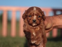 Maltipoo yavrular