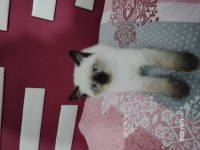 2.5 AYLIK YAVRU KEDİMIZİ SAHİPLENDİRMEK İSTİYORUZ