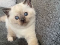 2 Tane Blue Point Dişi Kedimiz