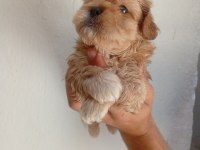 Dişi erkek maltipoo yavrular tuvalet eğitimli