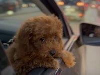 Toy Poodle 3 Aylık