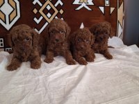 Sağlıklı orjinal poodle