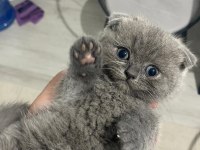 A KALİTE SCOTTİSH FOLD BEBİŞLER