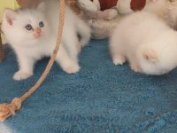 DAHA İYİSİ ŞİMDİLİK YOK BRİTİSH SHORTHAİR