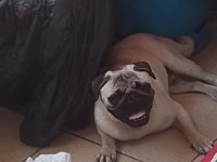 18 aylık erkek saf kan çipli pug