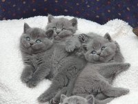 BEKLENEN İLAN AÇILDI A+ SAF KAN BRITISH SHORTHAIR YAVRULAR