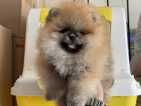 Yasal ruhsatlı çifrlikde ziyarete açık teddy pomeranian