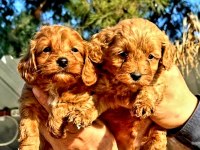 Maltipoo yavrularımda son nokta