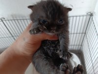 Scottish fold bebekler yuva arıyor