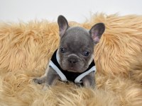 Lilactan isabella taşıyıcı bebişler french bulldog