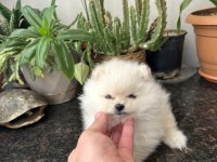 Ayı surat pomeranian yavrumuz