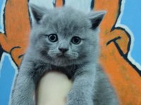 Bristh shorthair ve scotih fold yavrularimiz