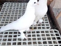 Bir Takım Oyunlu Güvercin Beyazlar Gönderim Olur