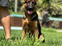Almanların Efsaneleşen Köpeği Alman Kurdu Yavruları