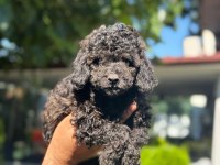 Eşsiz güzellikteki Toy Poodle bebekler