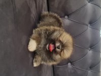 Show kalite pomeranian boo