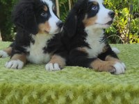 A KALİTE BERNESE MOUNTAİN DOG YAVRULAR