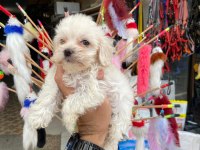 2 AYLIK MALTESE TERRİER