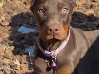 Son Kalan Estetikli Doberman Yavrumuz