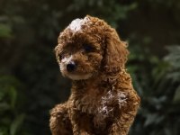 Toypoodle Dişi Erkek Bebekler