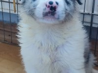 Safkan Bebek Surat Border Collie Yavrularımız