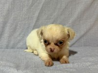 Chihuahua köpeklerimiz