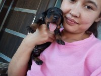 Şecereli doberman yavrularımız